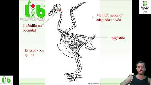 Como se caracteriza o osso das aves?