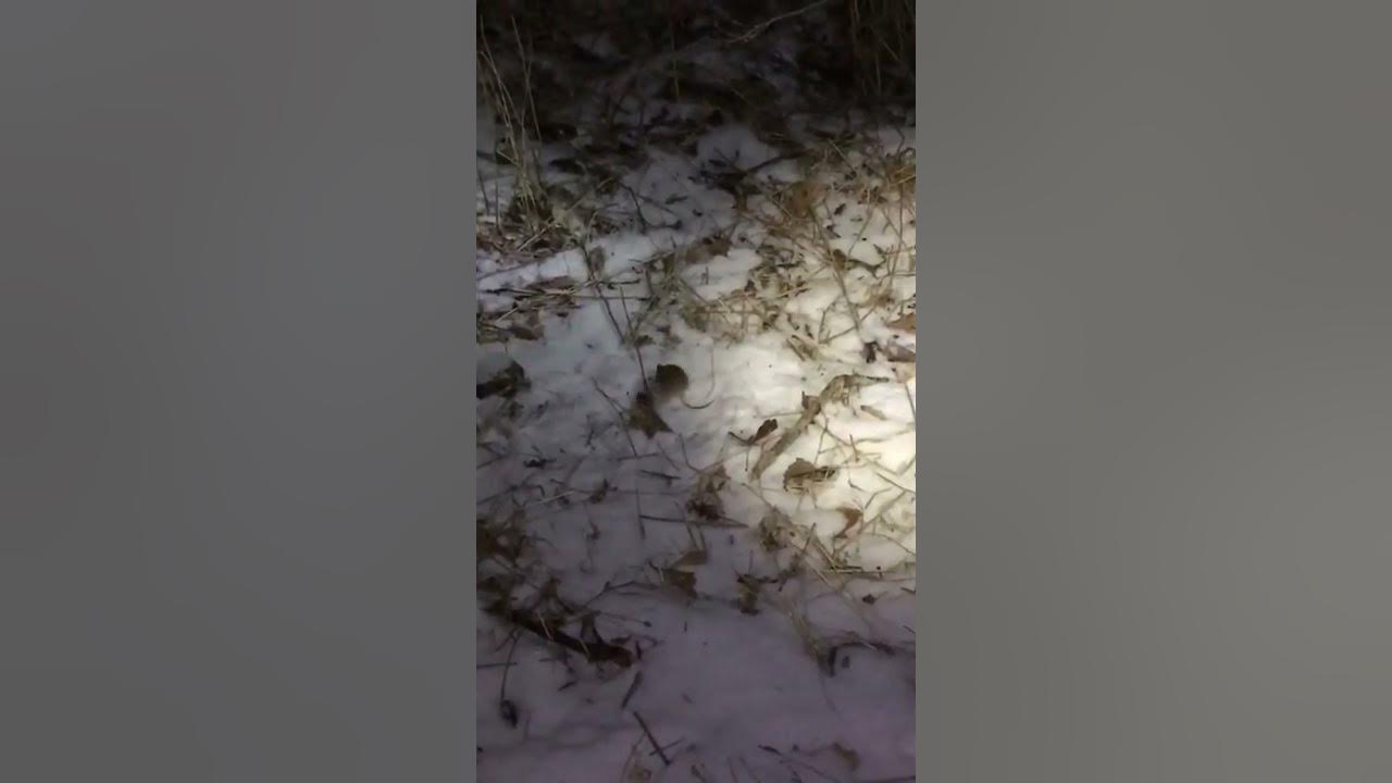 Mouse acting strange next to Skinwalker Ranch tree where multiple cows