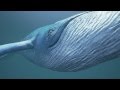 Blue Whale Cinematic