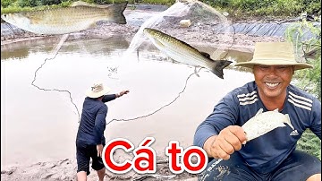 Chài cá vùng ven biển/ hôm trúng toàn cá đối to
