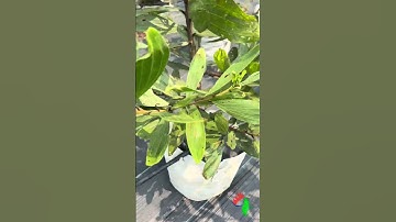 Công nghệ phục vụ sản xuất nông nghiệp