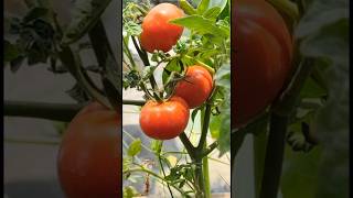 Red Tomatoes In My Balcony Garden #shorts #youtubeshorts #shortsvideo