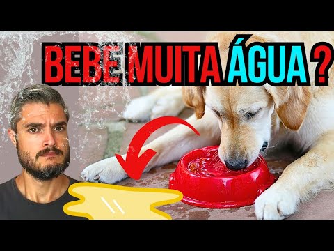 Vídeo: Pergunte a um veterinário: Como eu sei se meu cão está bebendo muita água?