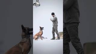 Aggressive Belgian Malinois Military Training Skills #dogs #dog #dogshorts #viral