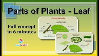 Class 6 Science Chapter 7 Getting to Know Plants - Parts of Plants - Leaf - LearnFatafat