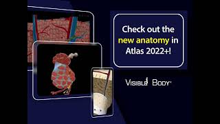 Visible Body | All new microanatomy models in Human Anatomy Atlas 2022 +