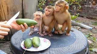 Dodo Team Looking Mom Cut Mango For Them, Three Little Monkey Like Mangoes