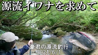 源流イワナを求めて2024　初夏の源流／堰堤越えて滝つぼへ