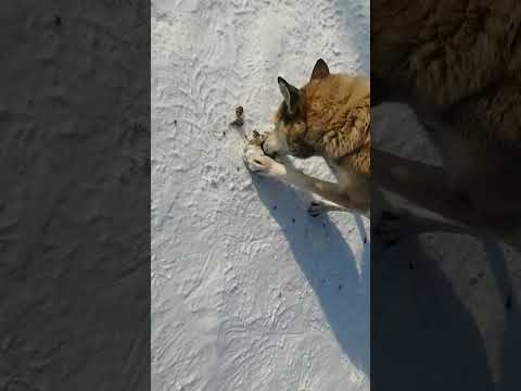 Собака ест говно