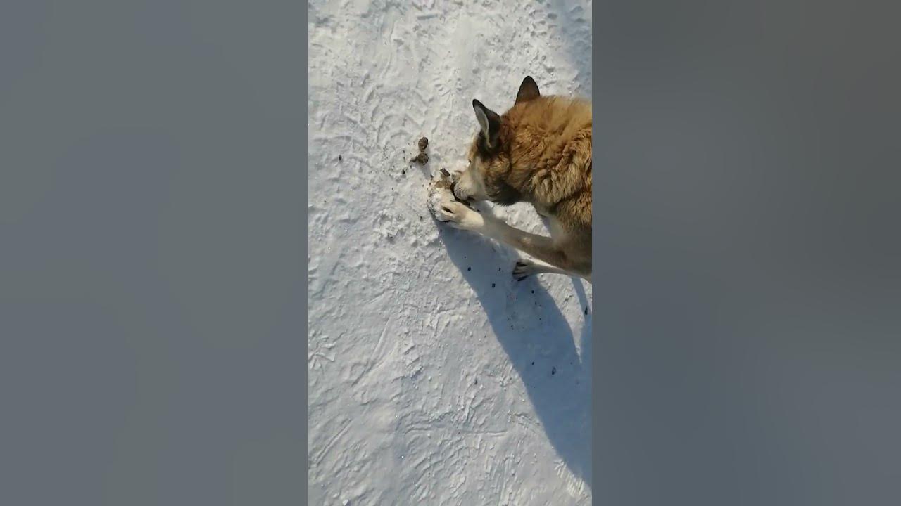Собака ест говно - YouTube