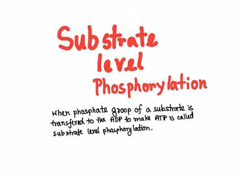Glycolysis: substrate level phosphorylation