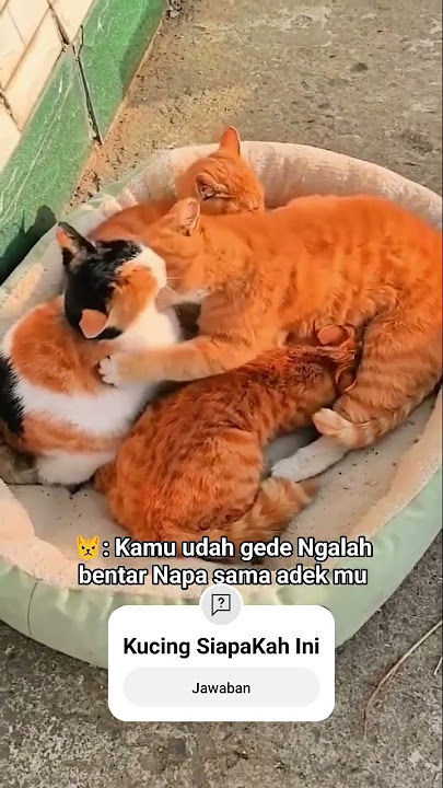 Kmu sudah Besar #shortvideo #shortsviral #cat #kucing #shortsfeed #funny #catlover #kucinglucu