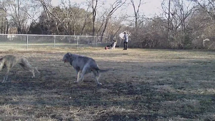 The Dogs Playing (Maggie, Flynn, Marlene)