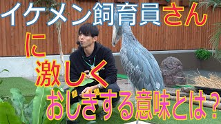 ハシビロコウ ふたば おやつタイム  だいすきなイケメン飼育員さんに何度も おじぎするよ Shoebill Futaba Snack time