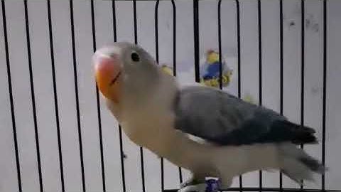 99% masteran pancingan lovebird ngekek KONSLET paud balibu NYAUT