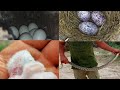 عثرنا على 8 اعشاش جديدة للببغاء🐦🐦 دره الهندي