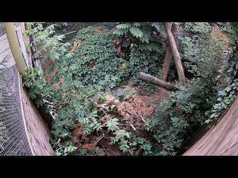 Amur Leopard Diffusion en direct