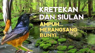 SUARA PANCINGAN MURAI BATU biar Emosi Bunyi NYAUT BONGKAR MATERI ISIAN Ampuh buat TERAPI MURAI BATU