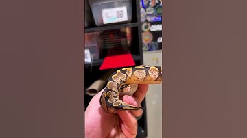 Ball Python Genetics Projects - Sugar Yellow Belly