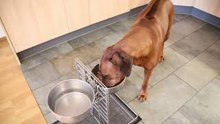 Rhodesian Ridgeback Hisani Feeding Time