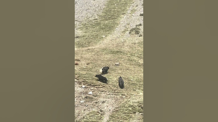 💥高原雪豹猎捕牦牛 Snow leopard hunting yaks #animal 【跟着图尔去旅行】