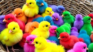 Download Lagu Ayam Lucu, ayam warna warni, ayam rainbow, kelinci lucu, bebek lucu, ikan koi, Hewan Lucu 🐤🐣 MP3