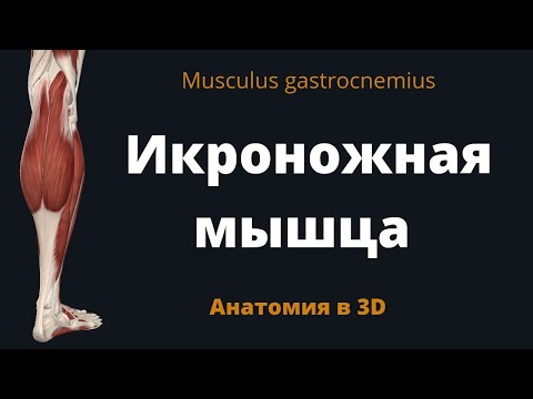 Икроножная мышца. Musculus gastrocnemius. Анатомия в 3D.