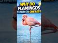 Why Do Flamingos Stand on One Leg? 🦩 The Real Reason Is Genius