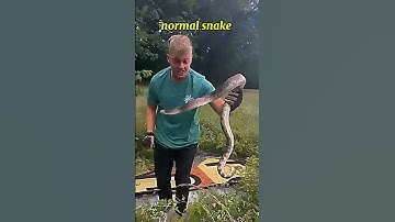 Other snakes vs cobra #edit #trollface