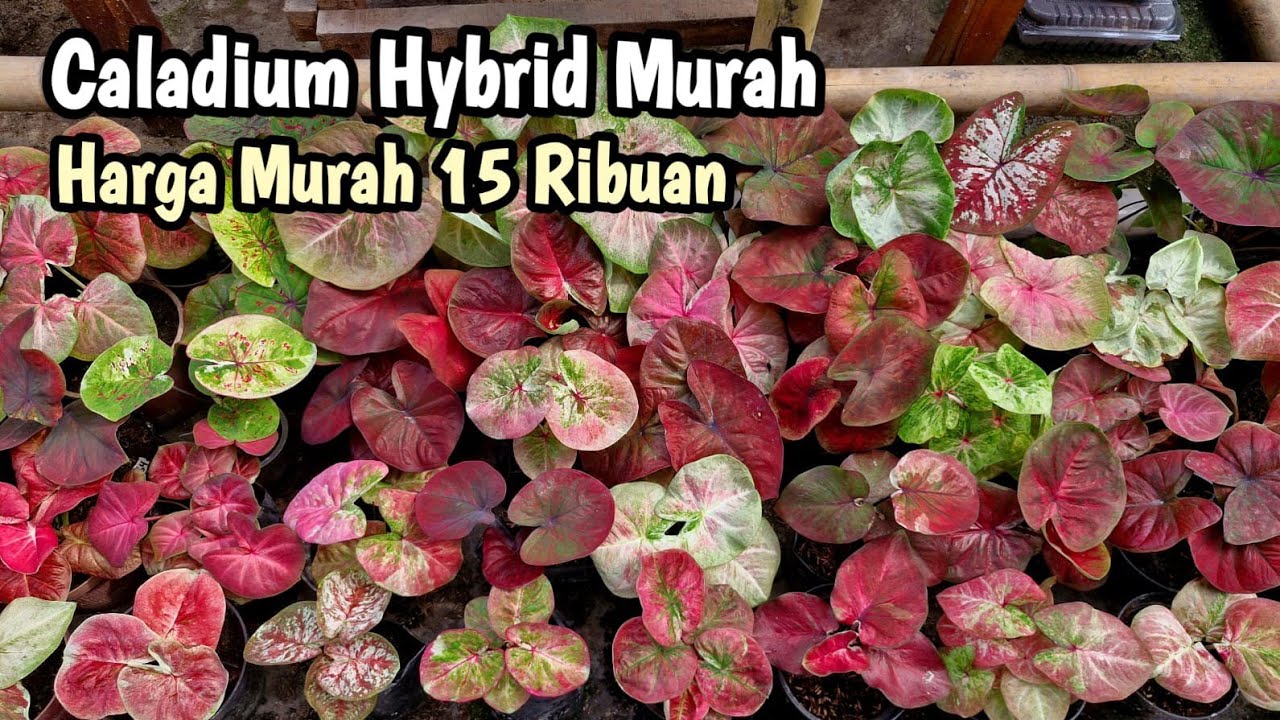 Caladium Hybrid Murah Par#688