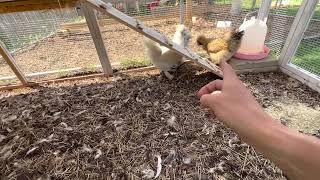 Backyard chicken review (Silkie or frizzle)