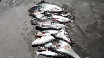 Ra Bè Câu Cá Trúng Lớn Cá Khủng Kéo Mất Cần Câu # SĂN BẮT ĐỒNG THÁP #