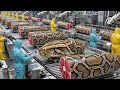 Inside the Most Advanced Python Meat Processing Factory