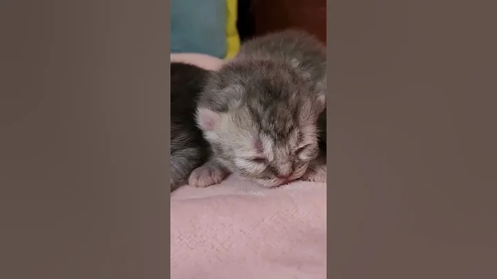 Video 2992791: born persian cat kitten, born baby kitten, cat old