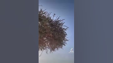 دحيم الحماد 1443ه تلاوة من سورة الواقعة