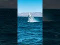 Humpback Whale Leaps Out Of Water #shorts