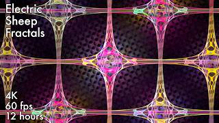 Electric Sheep Fractals 4K 60fps 12 hours ambient animation