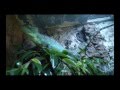 Casco Rey - Green Basilisk / Grön Basilisk (Basiliscus plumifrons)