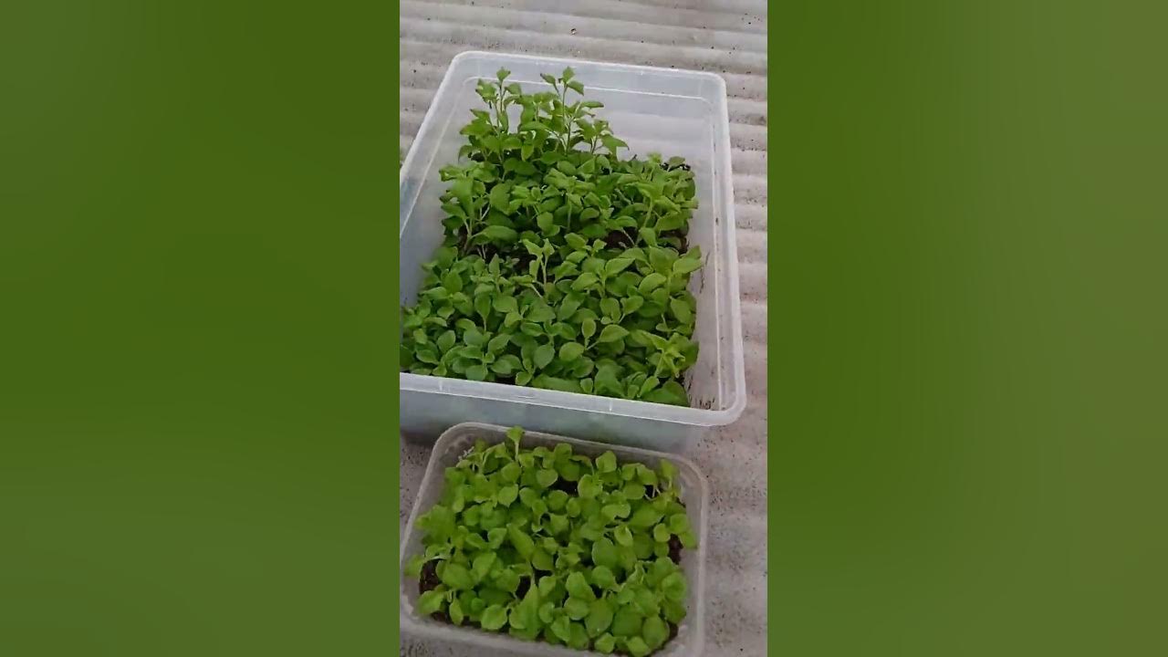 Тайдалы и другие сорта ампельной петунии с семян. Проделанная работа ...