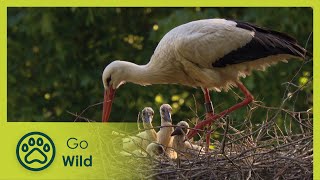 Fascinating Vosges | In the Valley of the Storks | Fascinating Places | Go Wild
