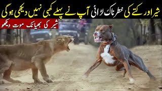 Pitbull Dogs Vs Lion | دیکھو شیر کا کیا حال ہوا ؟ | Planet Earth