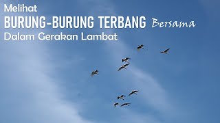 MELIHAT BURUNG-BURUNG TERBANG