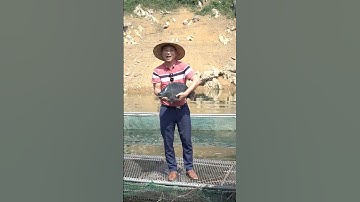 Chiêm Ngưỡng Cá Rô Bảo Lộc Của Tình Cá - Giống Cá Chất Lượng Cao