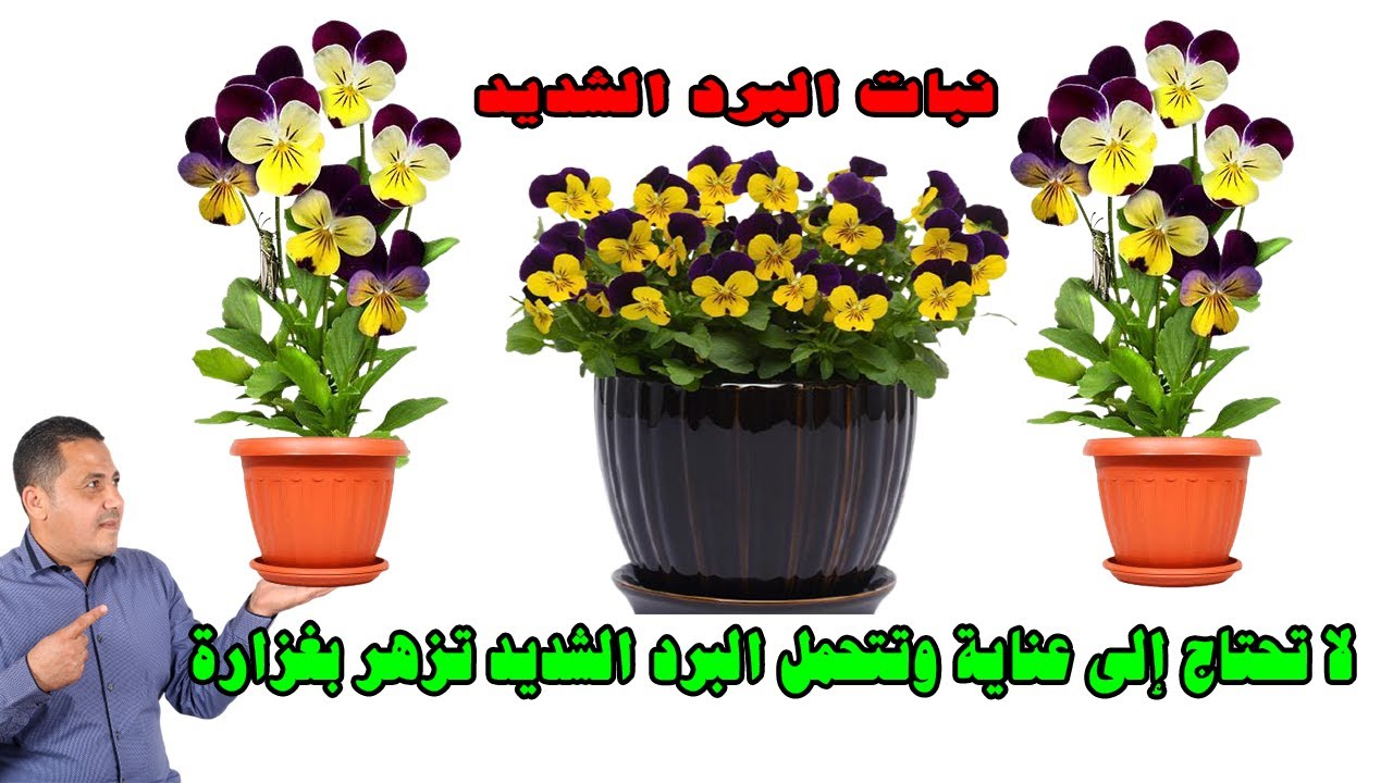 بانسيه نبات مزهر طوال الشتاء يتحمل البرد الشديد لا يحتاج عناية