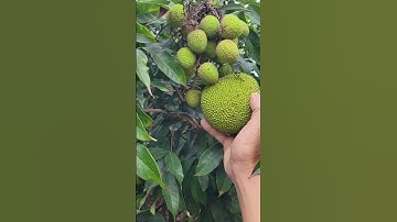 Rốt cuộc là trái gì  #chatgpt #ai #aivietnam