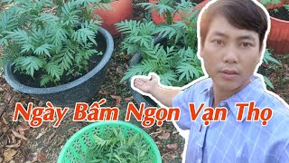 Ngày Bấm Ngọn Cho Vạn Thọ Tết - Huỳnh Thủy Tinh Vlog