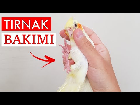 Video: Karga Nasıl Getirilir: 8 Adım (Resimlerle)