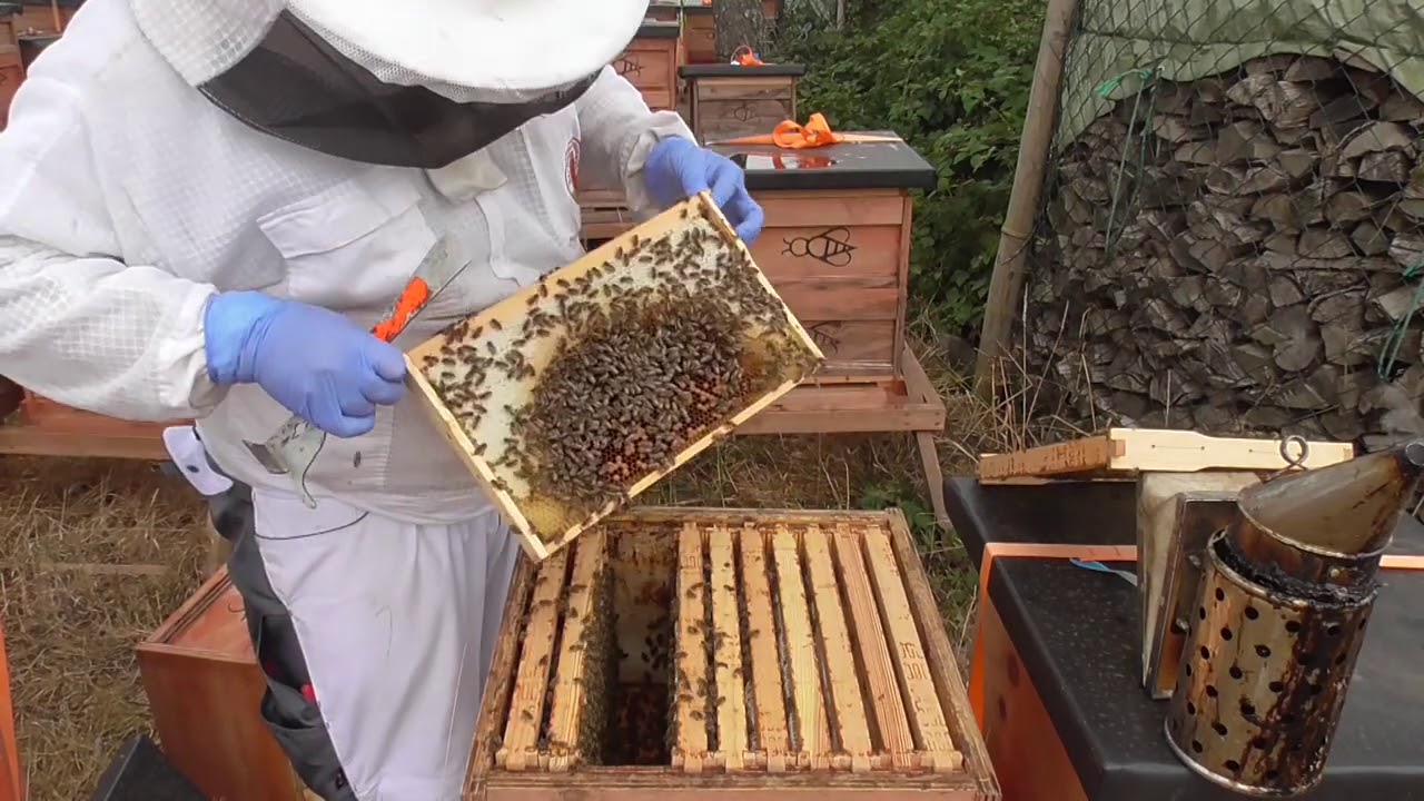 Bienen Imkerei, das Einwintern!