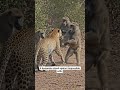 monkey attack 🙊 #wildlife #wildlifebattle #wildlifebattle #amazingwildlife #animals #usa #uk
