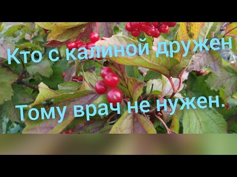 Кто с калиной дружен, тому врач не нужен.